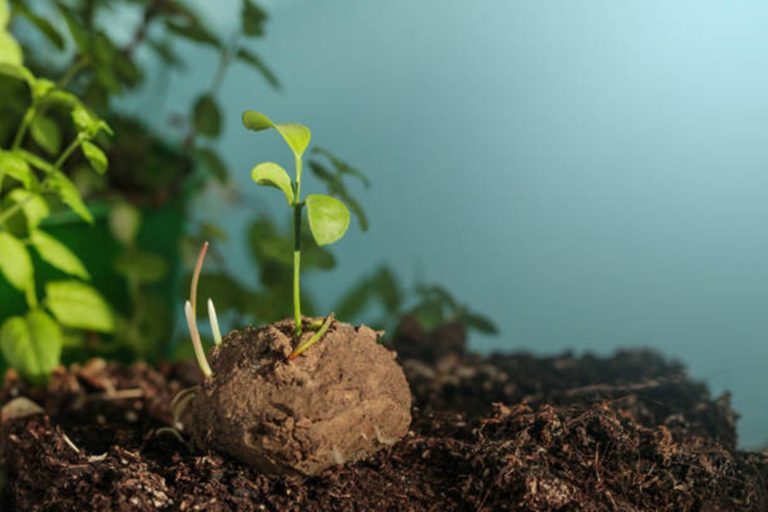 Forests For our Future: How Regro.Earth’s Smart Seed-ball Technology is Changing the Game