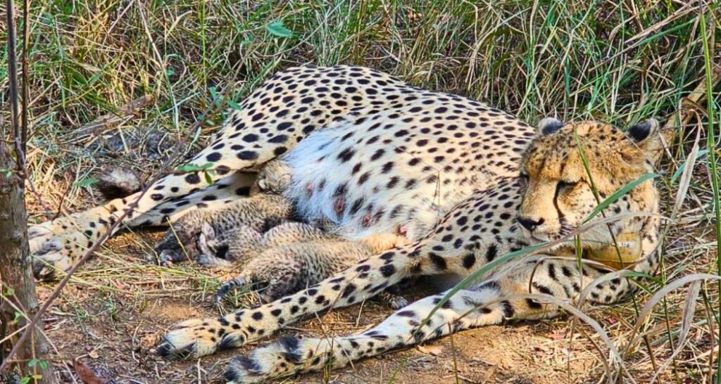 3 cheetah cubs born at KNP, India count rises to 38