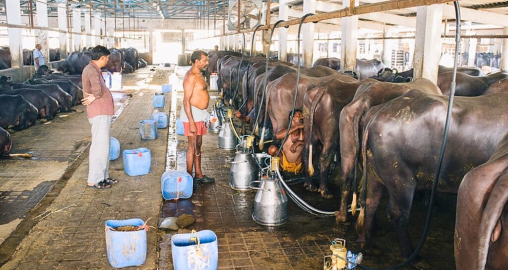Milk output up 70% in 11 yrs: Government Milk output up 70% in 11 yrs: Govt