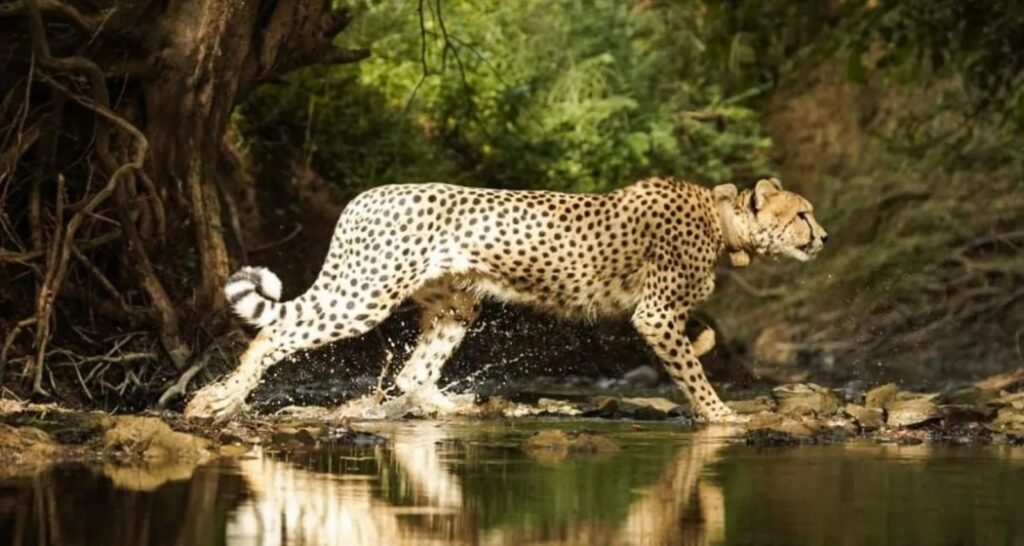 9 cheetahs from Botswana achieve Kuno, depend rises to 48 Nine cheetahs from Botswana reach Kuno, count rises to 48