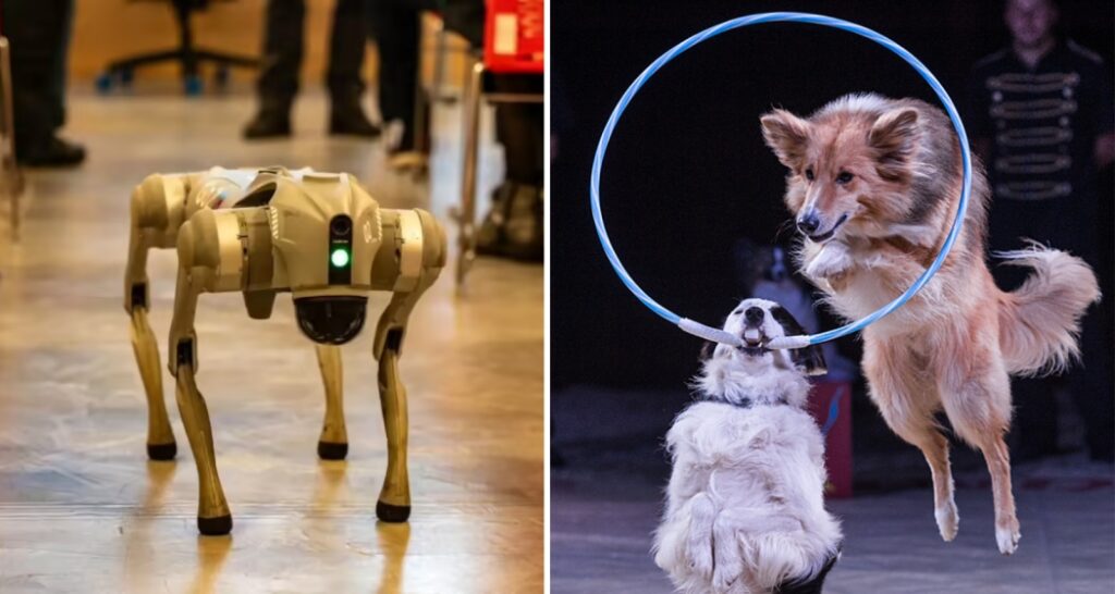 PETA India seeks Galgotias' robot dog to replace circus acts
