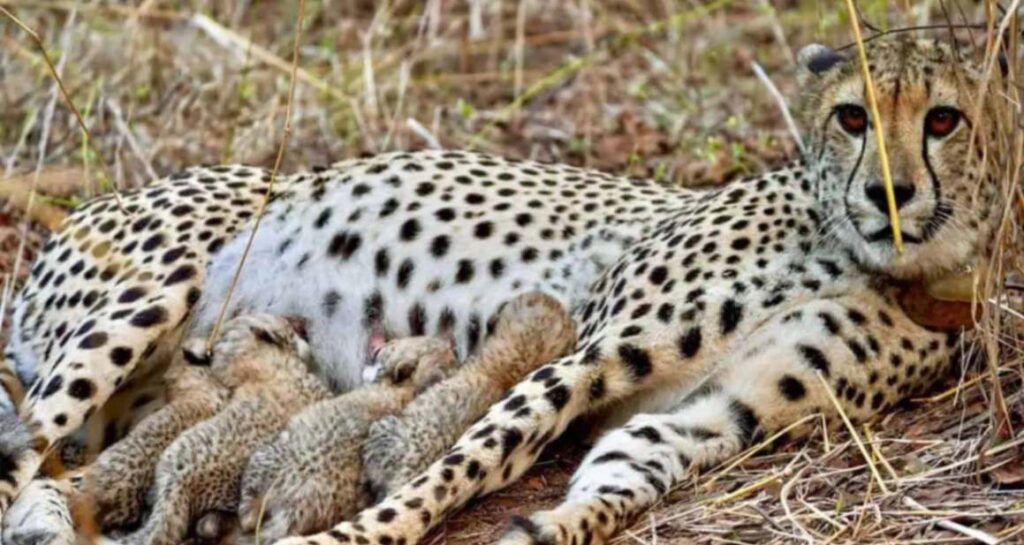 PM Modi lauds large cat alliance on Global Flora and fauna Day PM Modi lauds big cat alliance on World Wildlife Day