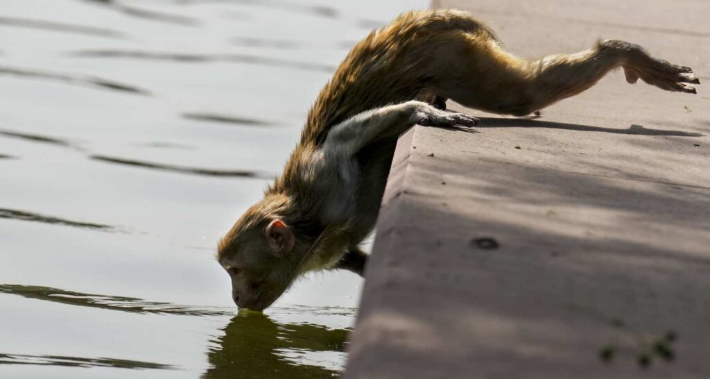 Hot spell settles over north India, IMD issues alert
