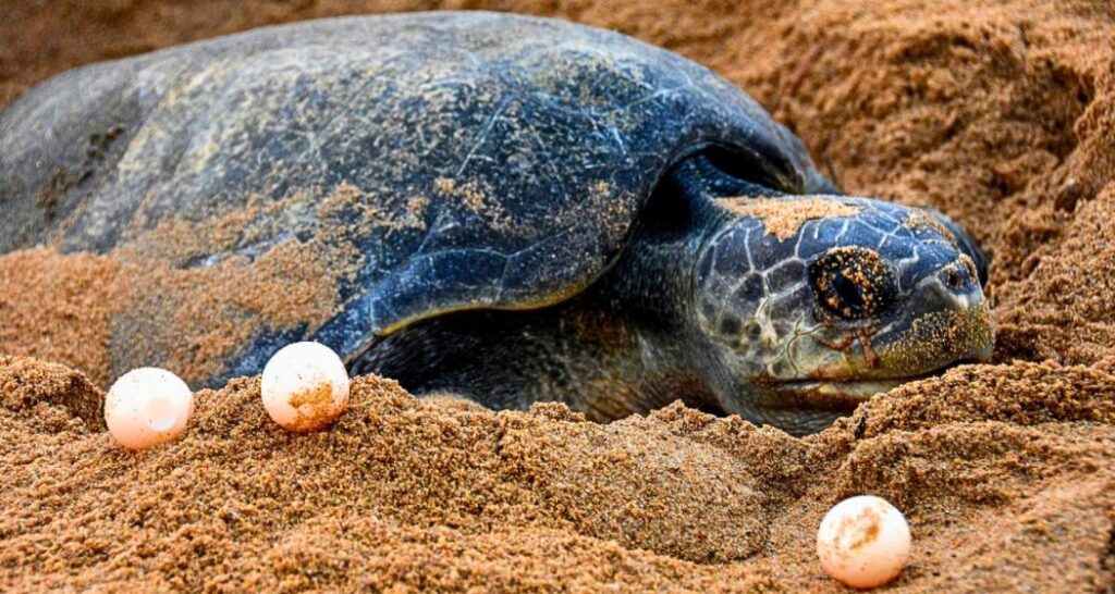 Olive Ridleys skip Gahirmatha nesting, experts concerned