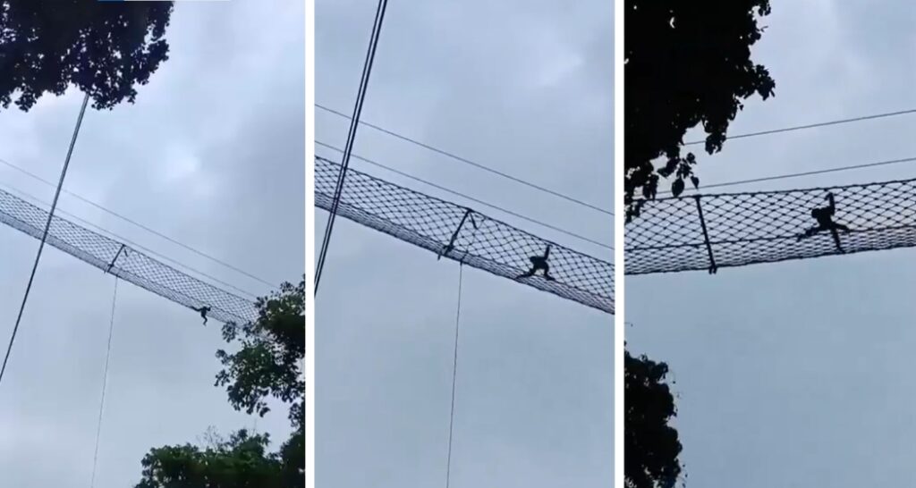 Primate in Assam uses canopy bridge over rail line in world first