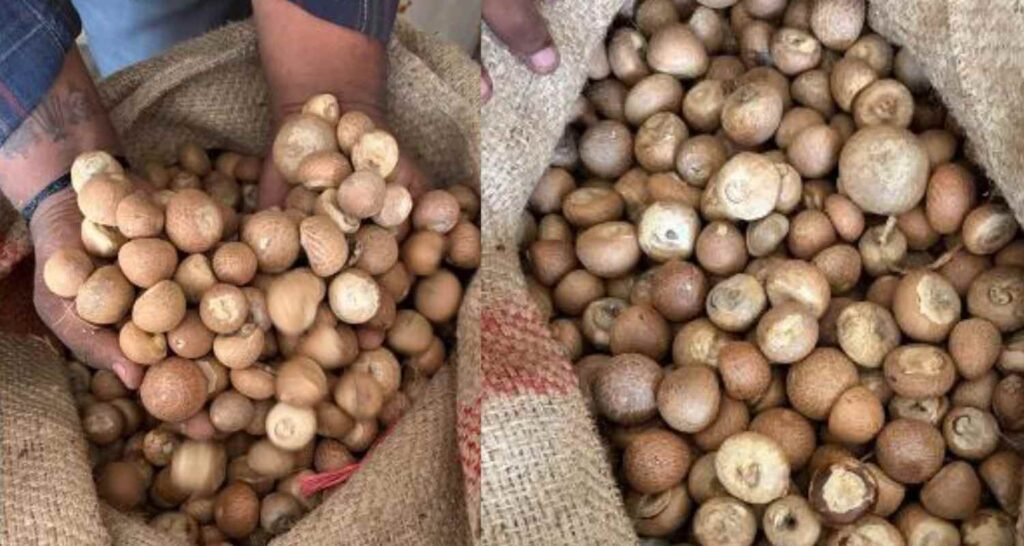 DRI uncovers Rs 2,500 crore customs accountability fraud in areca nut impor… DRI uncovers Rs 2,500 crore customs duty fraud in areca nut impor...